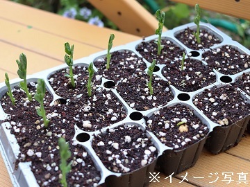 茨城県かすみがうら市×種苗/法人【32178】-1