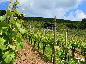 茨城県かすみがうら市×種苗/法人【32178】-2