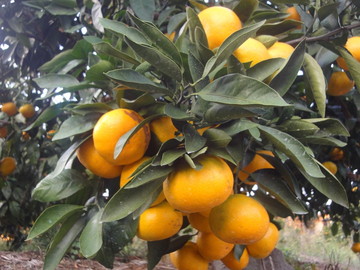 ★あぐりナビ農業求人～金峰柑橘組合株式会社～熊本県★