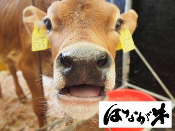 ★あぐりナビ農業求人～有限会社ゆうぼく～愛媛県★