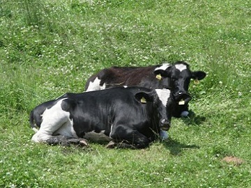 有限会社十勝しんむら牧場-2