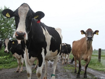 有限会社十勝しんむら牧場-3