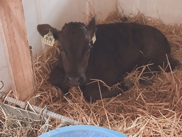 株式会社野口畜産-2