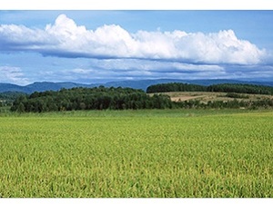 長野県松本市×稲作・畑作/個人【32263】-top