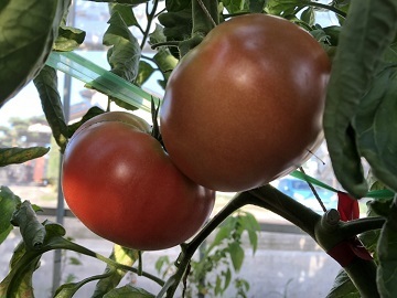 石橋農園(広島市)-2