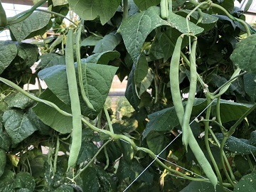 石橋農園(広島市)-3