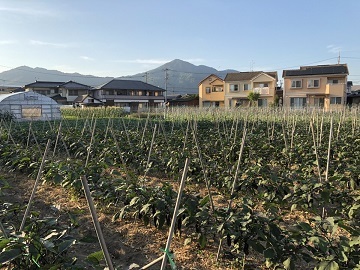 石橋農園(広島市)-4