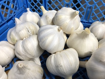 石橋農園(広島市)-6