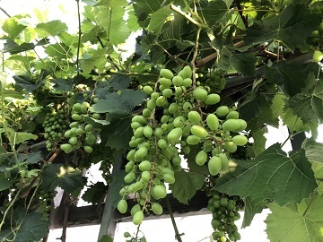 石橋農園(広島市)-7