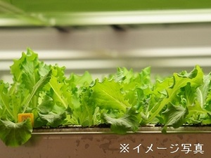  小浜市×野菜/法人【32327】-top