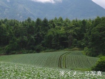 篠原 平-top