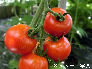 旭市×施設野菜/個人【32437】-top