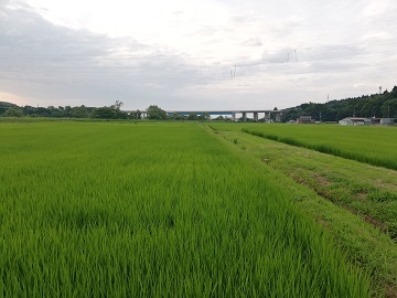 吉農園-5