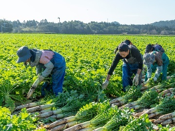 株式会社 山英野菜-3