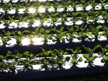 株式会社 山英野菜-4