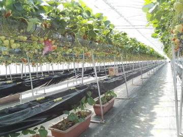 新潟県新潟市×施設野菜/個人【32510】-2