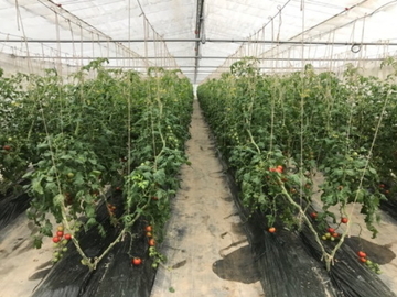 新潟県新潟市×施設野菜/個人【32510】-3
