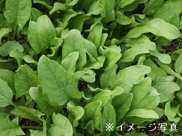 笠懸セイルファーム-top