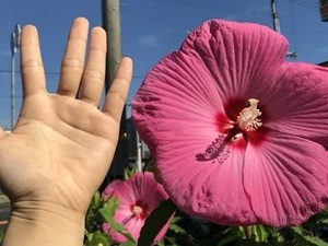 有限会社黒川種苗園-top