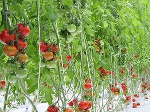 福井県高浜町×植物工場・施設野菜/法人【32486】-top