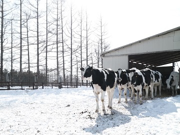 北海道音更町×酪農/法人【32567】-3