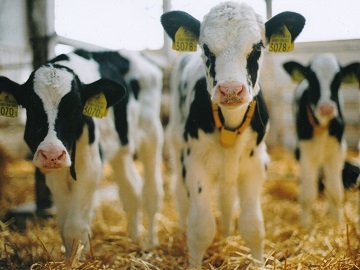 北海道音更町×酪農/法人【32567】-5