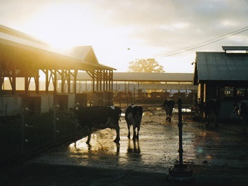 北海道音更町×酪農/法人【32567】-6