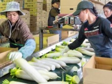 株式会社 山英野菜-8