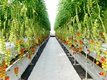 津市×植物工場/法人【32604】-top