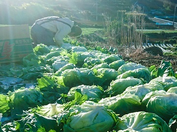 O-Style Farm-top