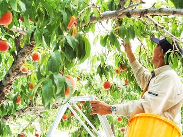 株式会社菱沼農園-8