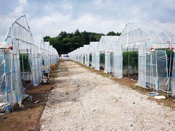 高知県香南市×野菜/法人【2786】-1