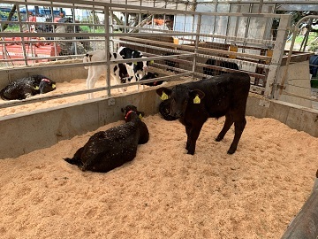 松枝牧場(加藤牧場)-5