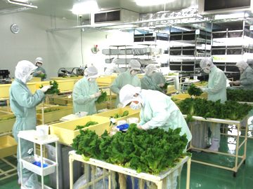 株式会社野菜工房-top