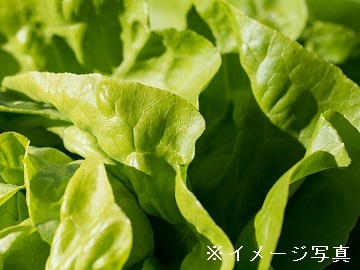 茨城県那珂市×植物工場/法人【34324】-1
