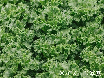 南越前町×植物工場/法人【32839】-top