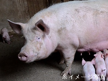 川俣町×養豚/法人【32854】-top