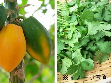 谷中園芸-7