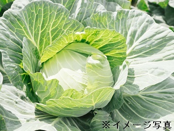 八千代町×野菜/個人【32890】-top