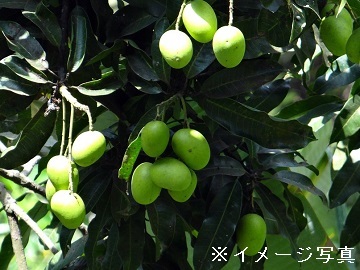 多度津町×野菜・果樹/法人【32967】-top
