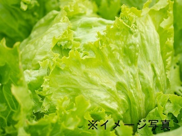 高崎市×野菜/法人【33054】-top