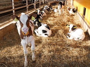 北海道弟子屈町×酪農/個人【33071】-top