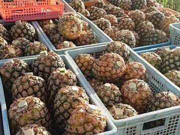 當銘(とうめ)農園-1