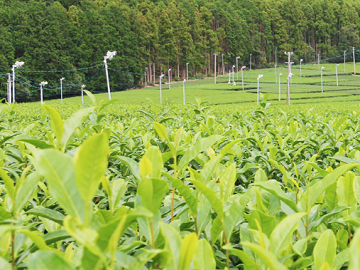 有限会社ヤマキ高橋製茶園-5