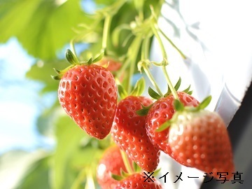 静岡市x施設野菜/法人【33190】-top