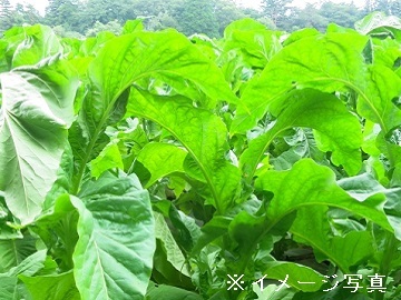 荷川取ファーム-top