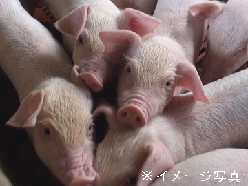 有限会社冨田ファーム-top