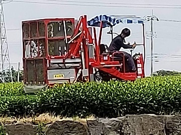 大富士製茶有限会社-5