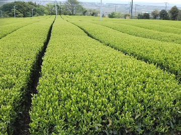 大富士製茶有限会社-6