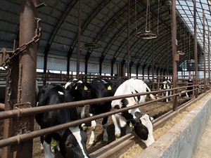 北海道新得町×肉牛/法人【33359】-top